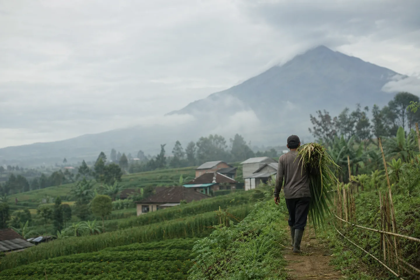 A livestock keeper carrying forage through a smallholder landscape below Mount Sumbing