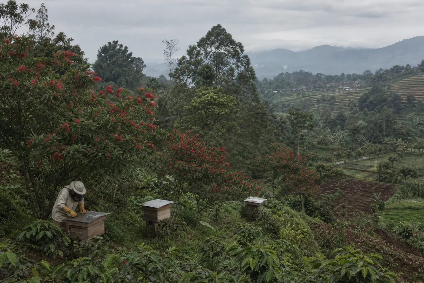 A beekeeper tending small hives among flowering forage plants in a mixed Central Java landscape